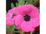 6 X Geranio Cinereo - Geranium Cinereum 'Splendens' | Vaso 9 Cm X 9 Cm
