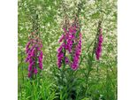 6 X Dito Di Venere - Digitalis Purpurea 'Excelsior Hybrids' | Vaso 9 Cm X 9 Cm