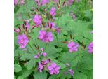 6 X Cranesbill - Geranium Macrorrhizum | Vaso 9Cm X 9Cm