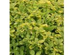 6 X Origano - Origanum Vulgare 'Thumble's Variety' | Vaso 9 Cm X 9 Cm