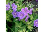 6 X Geranio - Geranium 'Blue Sunrise' | Vaso 9 Cm X 9 Cm