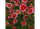 6 X Coreopsis 'Ruby Frost' | Topf 9Cm X 9Cm