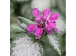6 X Lamium Maculatum 'Beacon Silver' | Vaso 9 Cm X 9 Cm