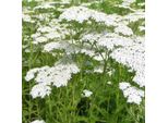 6 X Achillea - Achillea 'Alabaster' | Vaso 9 Cm X 9 Cm