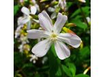 6 X Saponaia - Saponaria Ocymoides 'Snow Tip' | Vaso 9 Cm X 9 Cm