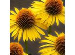 6 X Cappello Da Sole Finto - Echinacea Purpurea 'Mellow Yellows' | Vaso 9 Cm X 9 Cm