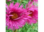 6 X Aster Novae Angliae 'Andenken An Alma Potschke' | Vaso 9 Cm X 9 Cm