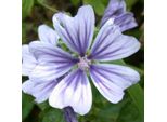 6 X Malva - Malva Sylvestris 'Marina' | Vaso 9 Cm X 9 Cm