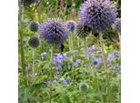 6 X Echinops Bannaticus 'Taplow Blue' | Vaso 9 Cm X 9 Cm