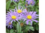 6 X Aster Estivo - Aster 'Blue King' | Vaso 9 Cm X 9 Cm