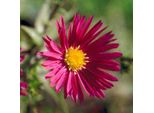 6 X Aster A Foglia Liscia - Aster Novi Belgii 'Crimson Brocade' | Vaso 9 Cm X 9 Cm