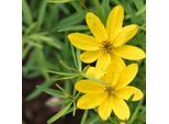 6 X Coreopsis Vert. – Coreopsis Verticillata 'El Dorado' | Vaso Da 9 Cm X Vaso Da 9 Cm