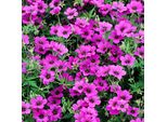 6 X Geranio - Geranium 'Patricia' | Vaso 9 Cm X 9 Cm