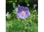 6 X Prato Inglese - Geranium Pratense | Vaso 9Cm X 9Cm