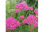 6 X Achillea Millefolium 'Cerise Queen' | Vaso 9 Cm X 9 Cm