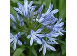 6 X Giglio Ornamentale Da Giardino - Agapanthus Africanus | Vaso 9Cm X 9Cm