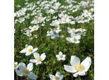 6 X Anemone Del Legno - Anemone Sylvestris | Vaso 9Cm X 9Cm