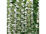 6 X Acanthus Mol. - Acanthus Mollis 'Hollard's Gold' | Vaso 9 Cm X 9 Cm