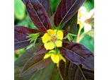 6 X Felberich - Lysimachia Ciliata 'Firecracker' | Vaso 9 Cm X 9 Cm