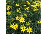 6 X Occhio Di Fanciulla A Fiore 'Moonbeam' - Coreopsis Verticillata 'Zagreb' | Vaso 9Cm X 9Cm