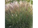 6 X Canna Cinese - Miscanthus Sinensis 'Yaku Jima' | Vaso 9Cm X 9Cm
