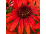6 X Cappello Da Sole Artificiale - Echinacea Purpurea 'Red Pearl' | Vaso 9 Cm X 9 Cm