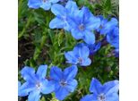 6 X Lithodora Diffusa 'Heavenly Blue' | Vaso 9 Cm X 9 Cm