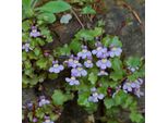 6 X Cymbalaria Muralis | Vaso 9Cm X 9Cm