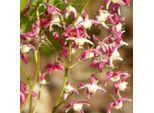 6 X Fiore Degli Elfi - Epimedium Grandiflorum 'Red Beauty' | Vaso 9 Cm X 9 Cm
