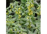 6 X Genuine Goldnessel 'Herman's Pride' - Lamiastrum Galeobdolon 'Herman's Pride' | Topf 9Cm X 9Cm