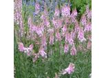 6 X Linaria - Linaria Purpurea 'Canon J. Went' | Vaso 9 Cm X 9 Cm