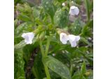 6 X Polmonaria - Pulmonaria Officinalis 'Sissinghurst White' | Vaso 9 Cm X 9 Cm