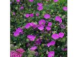 6 X Geranio Sanguigno - Geranium 'Dilys' | Vaso 9 Cm X 9 Cm