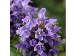 6 X Allium Marrone A Fiore Grande - Prunella Grandiflora (Violet) | Vaso 9Cm X 9Cm
