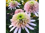 6 X Echinacea Purp. - Echinacea Purpurea 'Cherry Fluff' | Vaso 9 Cm X 9 Cm