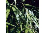 Bambù Freccia - Pseudosasa Japonica | 60-80 Cm In Contenitore
