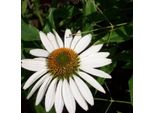 6 X Cappello Da Sole Finto - Echinacea Purpurea 'White Swan' | Vaso 9 Cm X 9 Cm