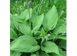 6 X Funkie - Hosta Fortunei 'Albopicta' | Vaso 9 Cm X 9 Cm