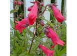 6 X Penstemon A Fiore Grande - Penstemon 'Andenken An Friedrich Hahn' | Vaso 9 Cm X 9 Cm