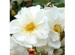 2 X Rosa - Kordes Rigo-Rose - Rosa 'Diamant'