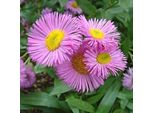 6 X Rami Sottili - Erigeron 'Rosa Jewel' | Vaso 9 Cm X 9 Cm