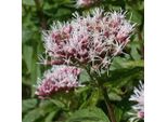 6 X Eupatorium Comune D'acqua - Eupatorium Cannabinum | Vaso 9Cm X 9Cm