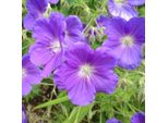 6 X Geranio - Geranium 'Orion' | Vaso 9 Cm X 9 Cm