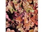 6 Campanule Argentate - Heuchera 'Rachel' | Vaso 9 Cm X 9 Cm