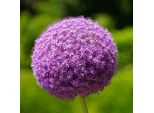 6 X Aglio Ornamentale - Allium 'Ambassador' | Vaso 9 Cm X 9 Cm