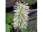 6 X Pimpinelle - Sanguisorba Canadensis | Topf 9Cm X 9Cm