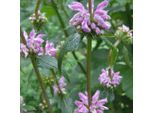 6 X Alghe Tuberose - Phlomis Tuberosa | Vaso 9Cm X 9Cm