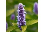 6 X Ortica Rugosa Profumata 'Golden Jubilee' - Agastache Rugosa 'Golden JubiléE' | Vaso 9Cm X 9Cm