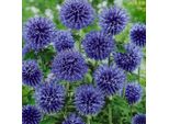 6 X Banater Kugeldistel Blue Globe - Echinops Bannaticus 'Blue Globe' | Topf 9Cm X 9Cm