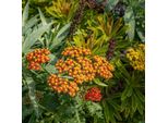 6 X Achillea Hybr. - Achillea Hybrida 'Feuerland' | Vaso 9 Cm X 9 Cm
